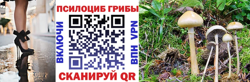 Купить где  Кохма  Псилоцибиновые грибы GOLDEN TEACHER 
